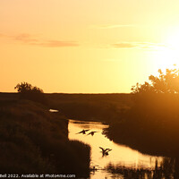 Buy canvas prints of Ducks sunset landing by Andrew Bell