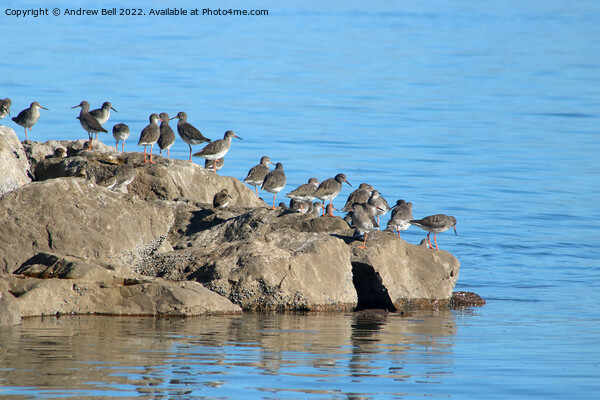 Redshanks on rocks Picture Board by Andrew Bell