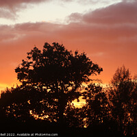 Buy canvas prints of Sunset Trees by Andrew Bell