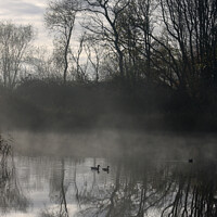 Buy canvas prints of Mallards in Mist by Andrew Bell