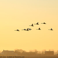 Buy canvas prints of Wedge of Swans by Andrew Bell