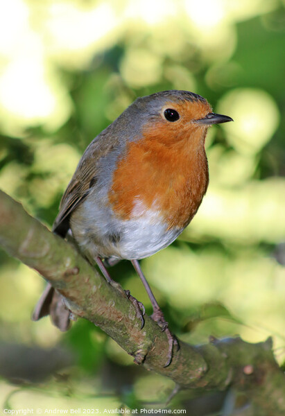 Robin Picture Board by Andrew Bell