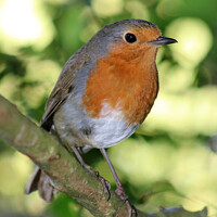 Buy canvas prints of Robin by Andrew Bell