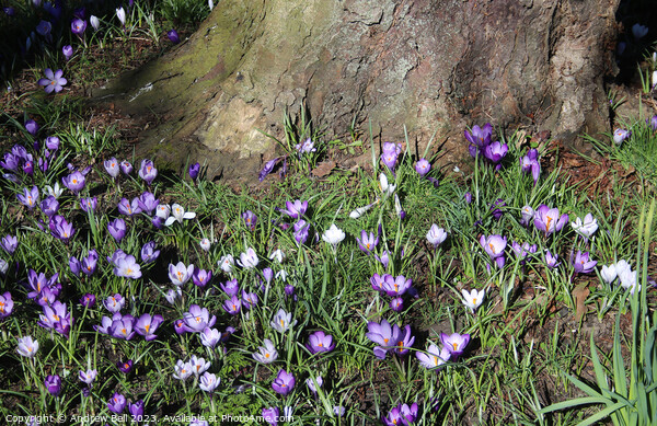 Crocuses Picture Board by Andrew Bell