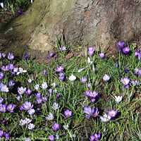 Buy canvas prints of Crocuses by Andrew Bell