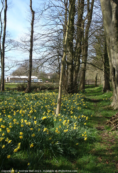 Daffodil footpath Picture Board by Andrew Bell
