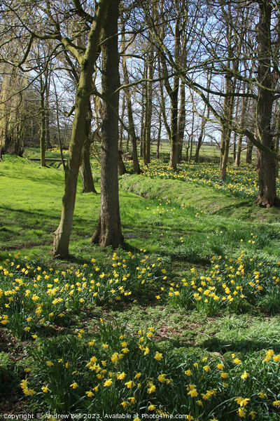 Daffodil Wood Picture Board by Andrew Bell