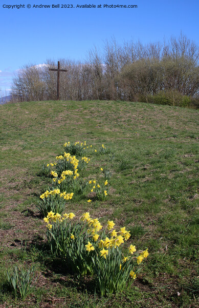 Easter Cross daffodils Picture Board by Andrew Bell