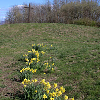 Buy canvas prints of Easter Cross daffodils by Andrew Bell