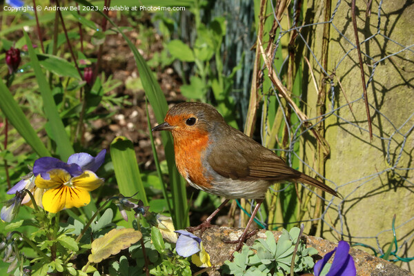The Garden Robin's Majestic Pose Picture Board by Andrew Bell