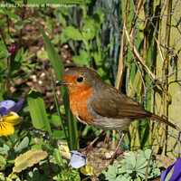 Buy canvas prints of The Garden Robin's Majestic Pose by Andrew Bell