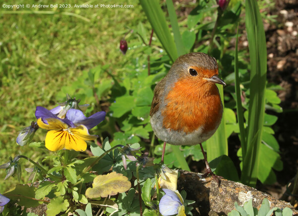 Majestic Robin Redbreast in a Serene Garden Picture Board by Andrew Bell