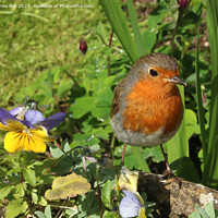 Buy canvas prints of Majestic Robin Redbreast in a Serene Garden by Andrew Bell