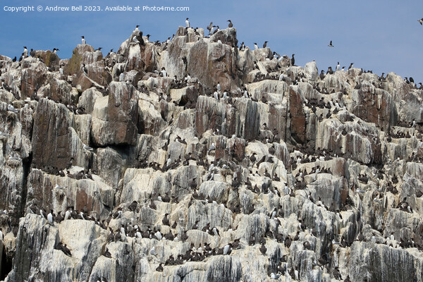 Guillemots Galore Picture Board by Andrew Bell