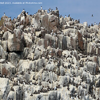 Buy canvas prints of Guillemots Galore by Andrew Bell