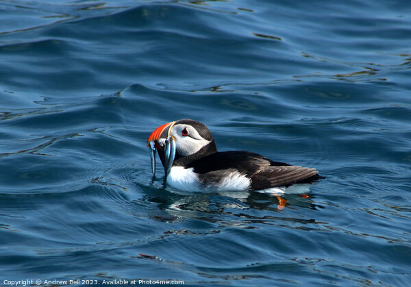The Colorful Puffin's Seaside Lunch Picture Board by Andrew Bell