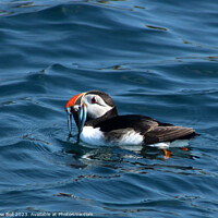 Buy canvas prints of The Colorful Puffin's Seaside Lunch by Andrew Bell