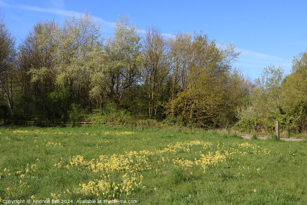 Cowslips in countryside park. Picture Board by Andrew Bell