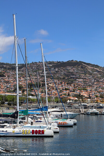 Catamarans, Funchal, Mareira Picture Board by Andrew Bell