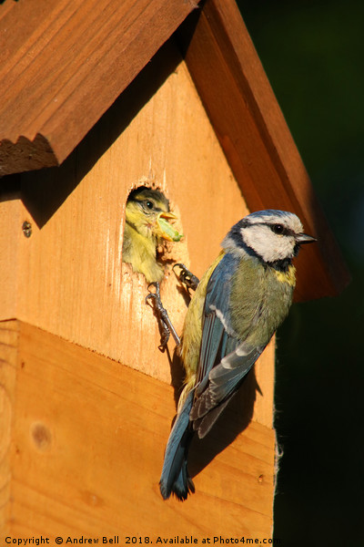 The Nurturing Blue Tit Picture Board by Andrew Bell