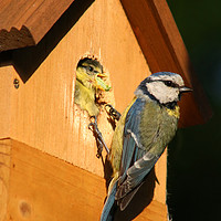 Buy canvas prints of The Nurturing Blue Tit by Andrew Bell