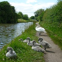 Buy canvas prints of Happy Cygnets, Grand Union Canal, Warwick by Stephen Carvell