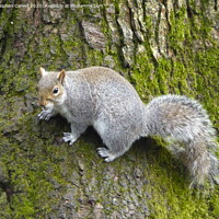 Buy canvas prints of Grey Squirrel clinging to a tree by Stephen Carvell