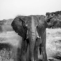 Buy canvas prints of Dusty Elephant by Jared Mein