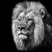 Buy canvas prints of Natures King by Secret Artist
