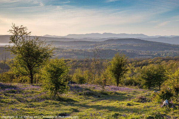 Bluebells and the Lake District from Warton Crag Picture Board by Liz Withey
