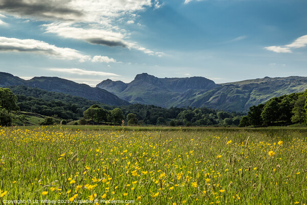 Langdale Pikes  Picture Board by Liz Withey