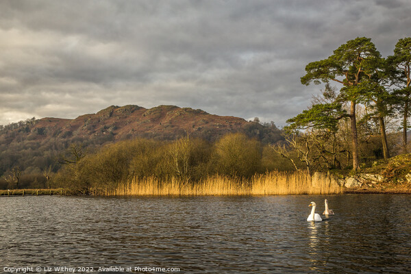 Loughrigg Fell from Waterhead Picture Board by Liz Withey