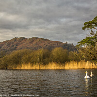 Buy canvas prints of Loughrigg Fell from Waterhead by Liz Withey