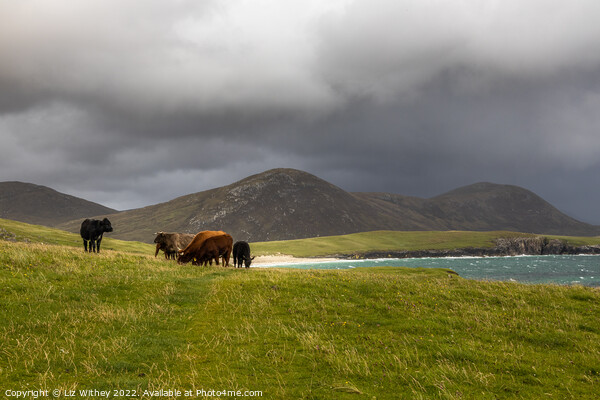 Highland Cattle, South Harris Picture Board by Liz Withey