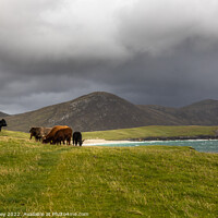 Buy canvas prints of Highland Cattle, South Harris by Liz Withey