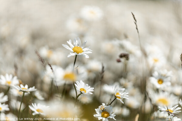 Daisies Picture Board by Liz Withey