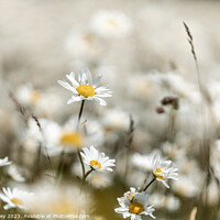 Buy canvas prints of Daisies by Liz Withey