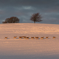 Buy canvas prints of Dallam Deer  by Liz Withey