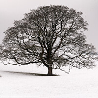 Buy canvas prints of Winter Tree, Dallam Park by Liz Withey