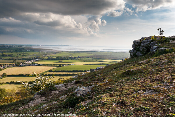 Morecambe Bay from Warton Crag Picture Board by Liz Withey