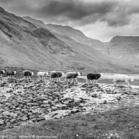 Buy canvas prints of Sheep Crossing by Liz Withey