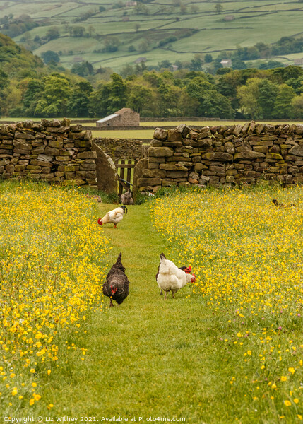 Hens in the Meadow Picture Board by Liz Withey