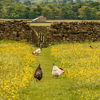 Buy canvas prints of Hens in the Meadow by Liz Withey