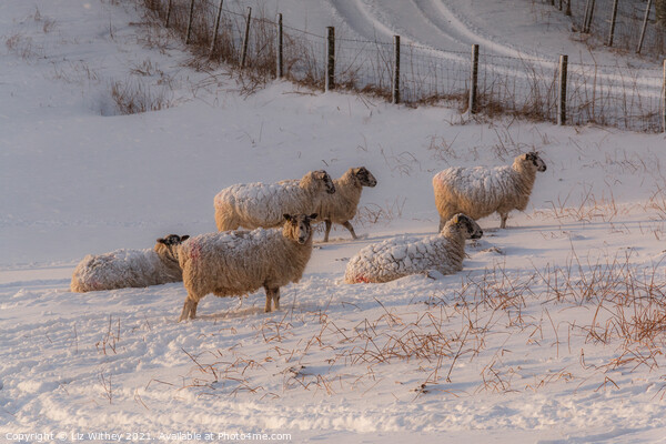 Sheep in Winter Picture Board by Liz Withey