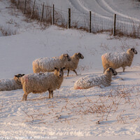 Buy canvas prints of Sheep in Winter by Liz Withey