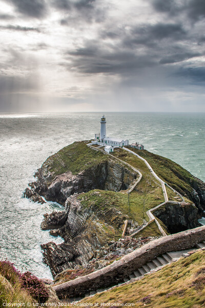 South Stack, Angelsey Picture Board by Liz Withey
