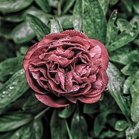 Buy canvas prints of Red Peony by Jamel Watson