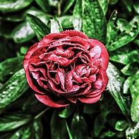 Buy canvas prints of Bright Red Peony  by Jamel Watson