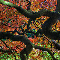 Buy canvas prints of Twisted Tree by Terry Lucas