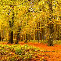 Buy canvas prints of  Autumn Trees by Terry Lucas
